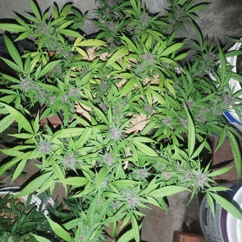 Purple punch x Lemon Haze # 4 growlog timeline photo