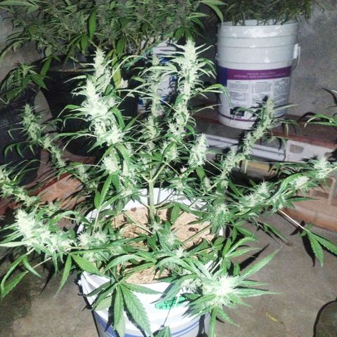 Purple punch x Lemon haze #1 growlog timeline photo