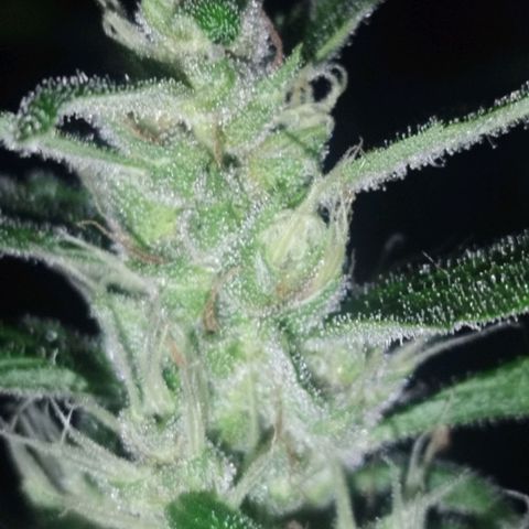 Purple punch x Lemon haze #1 growlog timeline photo