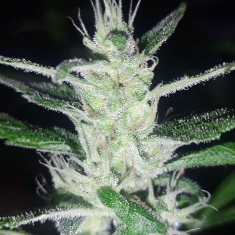 Purple punch x Lemon haze #1 growlog timeline photo