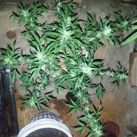 Purple punch x Lemon haze #1 growlog timeline photo