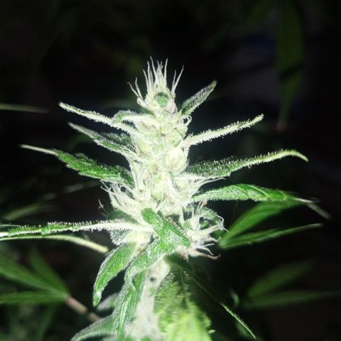 Purple punch x Lemon haze #1 growlog timeline photo