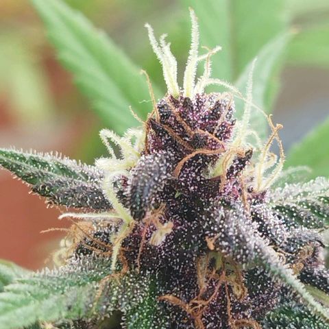 Purple punch x Lemon Haze # 4 growlog timeline photo