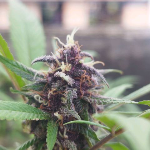 Purple punch x Lemon Haze # 4 growlog timeline photo