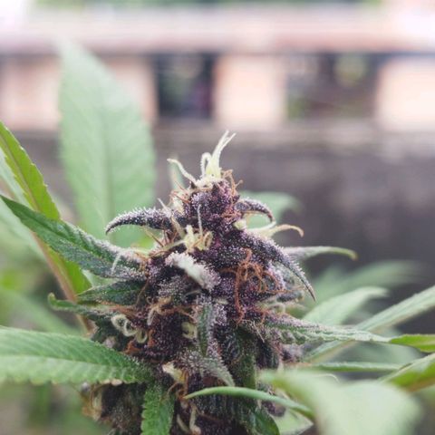 Purple punch x Lemon Haze # 4 growlog timeline photo