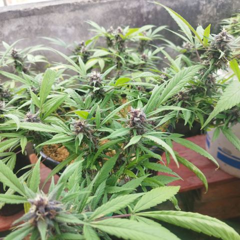 Purple punch x Lemon Haze # 4 growlog timeline photo