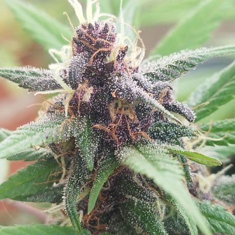 Purple punch x Lemon Haze # 4 growlog timeline photo