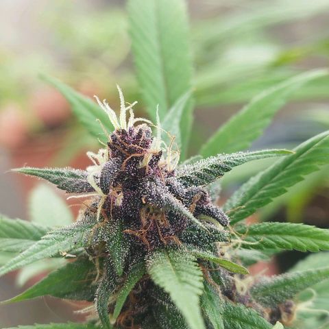 Purple punch x Lemon Haze # 4 growlog timeline photo