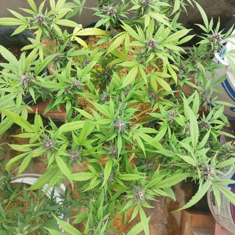 Purple punch x Lemon Haze # 4 growlog timeline photo