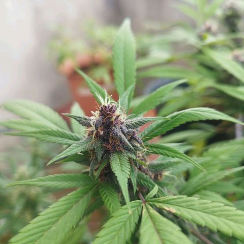 Purple punch x Lemon Haze # 4 growlog timeline photo