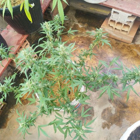 Purple punch x Lemon haze #1 growlog timeline photo