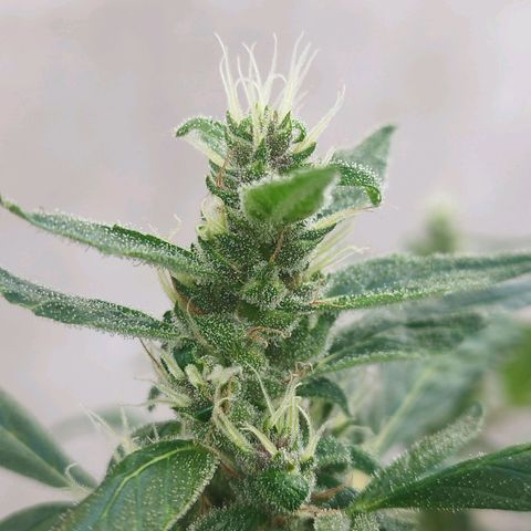 Purple punch x Lemon haze #1 growlog timeline photo