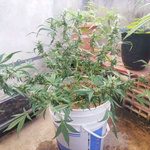 Purple punch x Lemon haze #1 growlog timeline photo