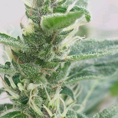 Purple punch x Lemon haze #1 growlog timeline photo
