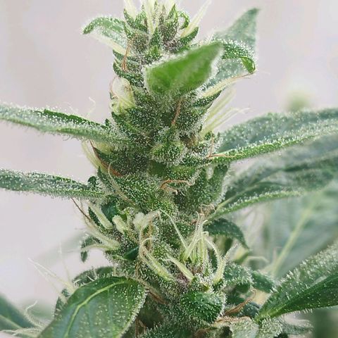 Purple punch x Lemon haze #1 growlog timeline photo