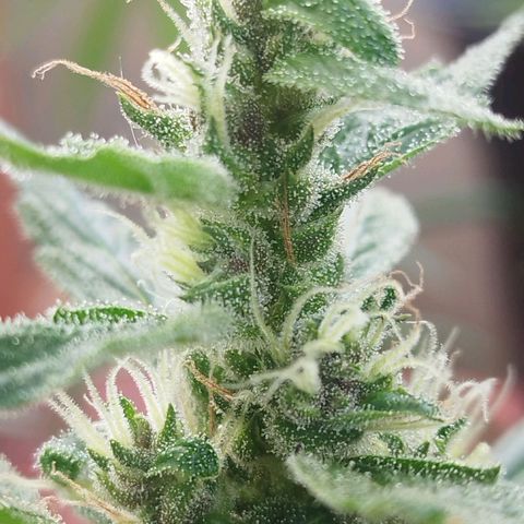 Purple punch x Lemon haze #1 growlog timeline photo