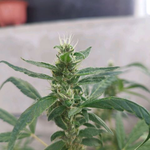 Purple punch x Lemon haze #1 growlog timeline photo