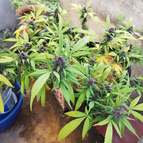 Purple punch x Lemon Haze # 4 growlog timeline photo