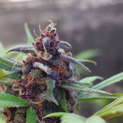 Purple punch x Lemon Haze # 4 growlog timeline photo