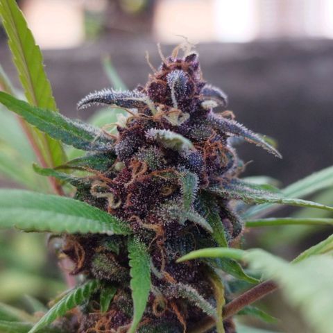 Purple punch x Lemon Haze # 4 growlog timeline photo
