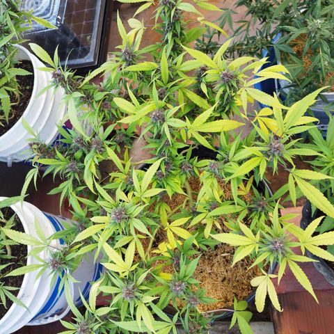 Purple punch x Lemon Haze # 4 growlog timeline photo