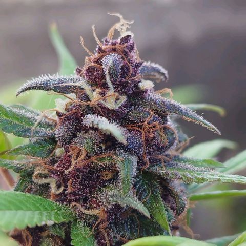 Purple punch x Lemon Haze # 4 growlog timeline photo
