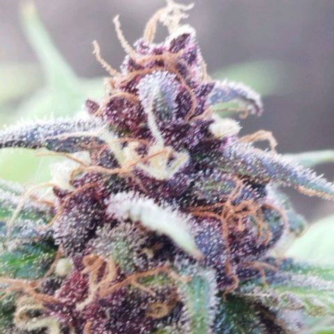 Purple punch x Lemon Haze # 4 growlog timeline photo