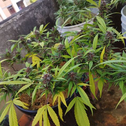 Purple punch x Lemon Haze # 4 growlog timeline photo