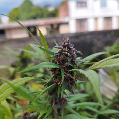 Purple punch x Lemon Haze # 4 growlog timeline photo