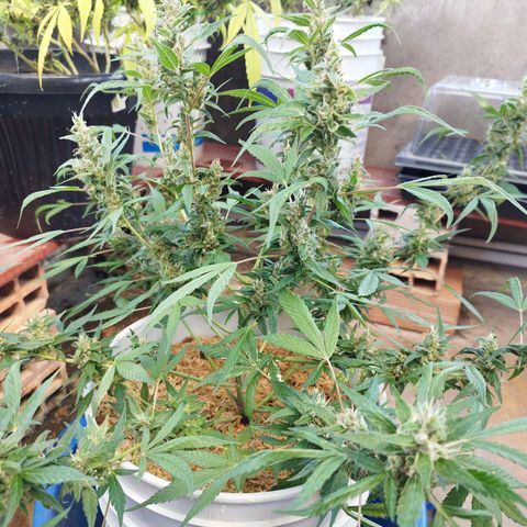 Purple punch x Lemon haze #1 growlog timeline photo