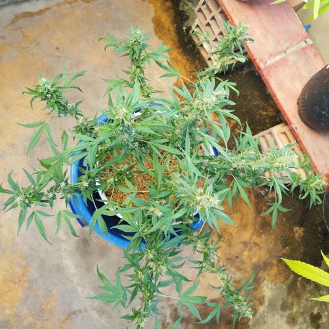 Purple punch x Lemon haze #1 growlog timeline photo
