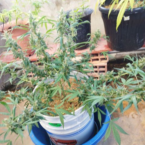Purple punch x Lemon haze #1 growlog timeline photo