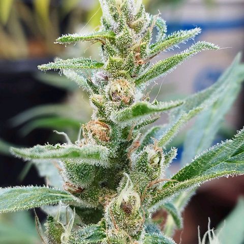 Purple punch x Lemon haze #1 growlog timeline photo