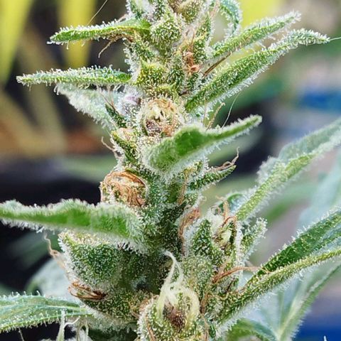 Purple punch x Lemon haze #1 growlog timeline photo