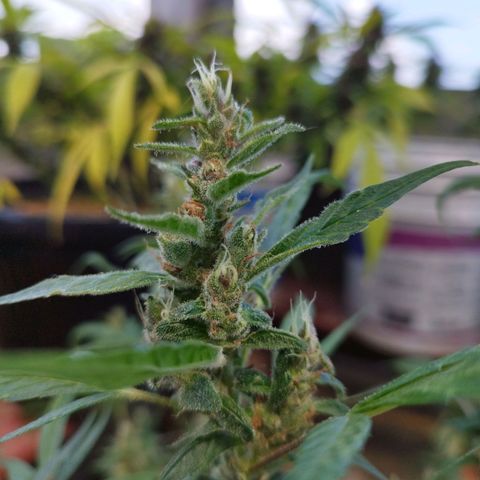 Purple punch x Lemon haze #1 growlog timeline photo