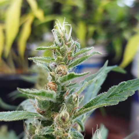 Purple punch x Lemon haze #1 growlog timeline photo