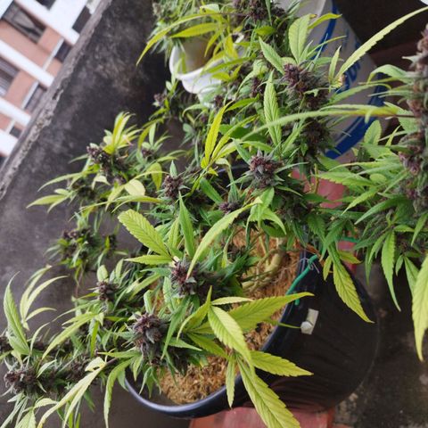 Purple punch x Lemon Haze # 4 growlog timeline photo