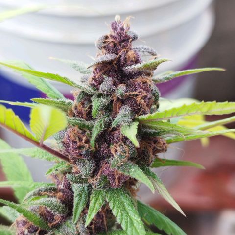 Purple punch x Lemon Haze # 4 growlog timeline photo