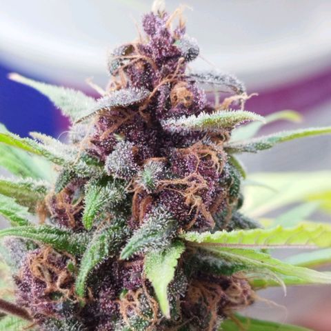 Purple punch x Lemon Haze # 4 growlog timeline photo