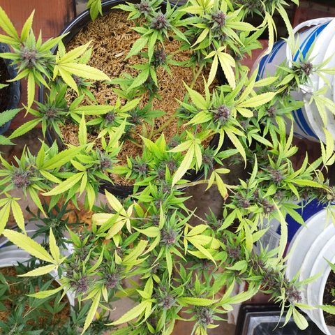 Purple punch x Lemon Haze # 4 growlog timeline photo