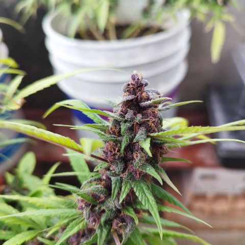 Purple punch x Lemon Haze # 4 growlog timeline photo