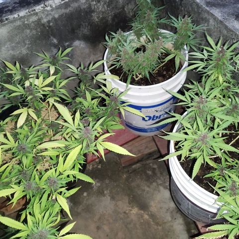 Purple punch x Lemon Haze # 4 growlog timeline photo
