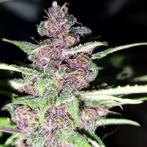 Purple punch x Lemon Haze # 4 growlog timeline photo
