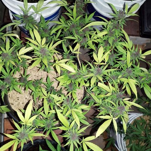 Purple punch x Lemon Haze # 4 growlog timeline photo