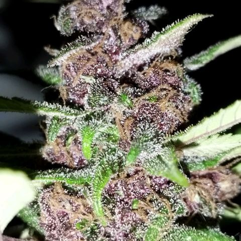 Purple punch x Lemon Haze # 4 growlog timeline photo