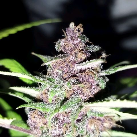 Purple punch x Lemon Haze # 4 growlog timeline photo