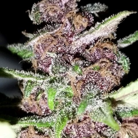 Purple punch x Lemon Haze # 4 growlog timeline photo