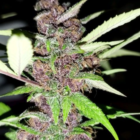 Purple punch x Lemon Haze # 4 growlog timeline photo