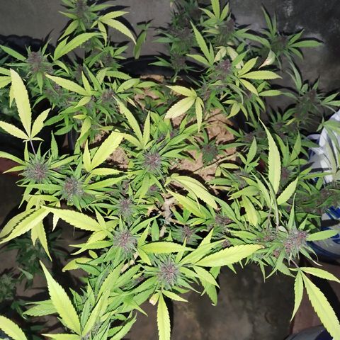 Purple punch x Lemon Haze # 4 growlog timeline photo