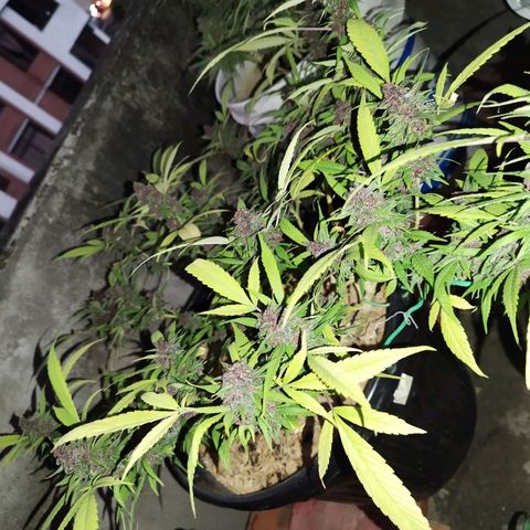 Purple punch x Lemon Haze # 4 growlog timeline photo